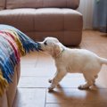 犬にも『反抗期』が…