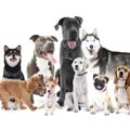 独立気質の犬種は飼…