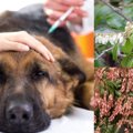 犬が馬酔木（アセビ…