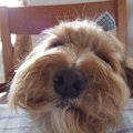 愛犬の夏バテ解消法…