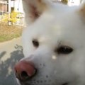 「美味しそう…」冬眠…