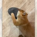 「すぅ～はぁ～」犬…