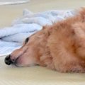 おいしそうなトンカ…