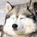 何を考えてるの？犬…