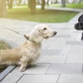 犬の『足』でわかる…