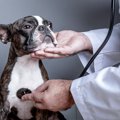 犬に『自然』を求め…