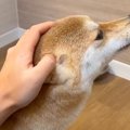 犬の頭を撫でられて…