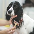 犬の毛が汚くなる『N…