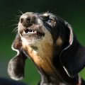 犬が『わがまま』を…