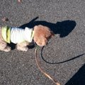ノーリードで犬を散…