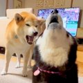 母犬にボールを奪わ…