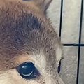 外から『太鼓の音』…
