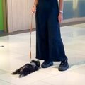 生後3ヵ月の子犬がシ…