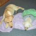 若犬との同居で活力…