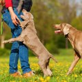 犬が他人に飛びつく…