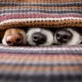 なぜ、健康な犬の鼻…