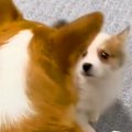 赤ちゃん犬と初めて…