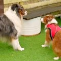 犬のオフ会で『年下…