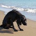 犬が吐血する原因は…