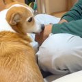 犬に興味がないおじ…