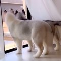 ハスキーの子犬たち…