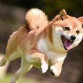 犬との暮らしで『お…
