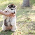 子犬の甘噛みを本気…