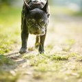 犬が死に際に飼い主…
