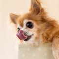 犬が口の周りを舐め…
