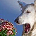 犬がフレーメン反応…
