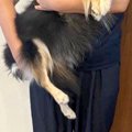 『なんだかうちのチ…