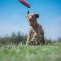 犬がディスクをリバ…