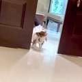 人懐っこい犬が『結…