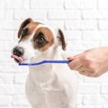 犬用の歯磨き粉は体…