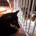 柴犬さんが迷子のワ…