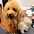 犬に渡した『動くワ…