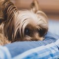 犬が『興味のない人…