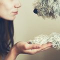 犬が突然吐く原因と…