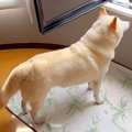 夏、犬が『外の気温…