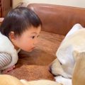 『寝ている大型犬と…