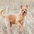 今すぐ病院へ！犬の…