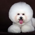 【ビションフリーゼ…