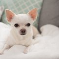犬にとって危険な『…