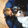 【室内犬が主流な現…