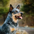 犬の年齢の『ギネス…