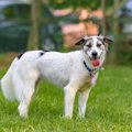 犬が舌を出しっぱな…