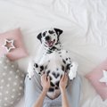 犬がお腹を見せる8つ…