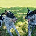 犬が『嫌いな犬』に…