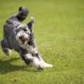 犬の免疫力を上げる3…
