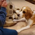 どーっちだ！気合い…